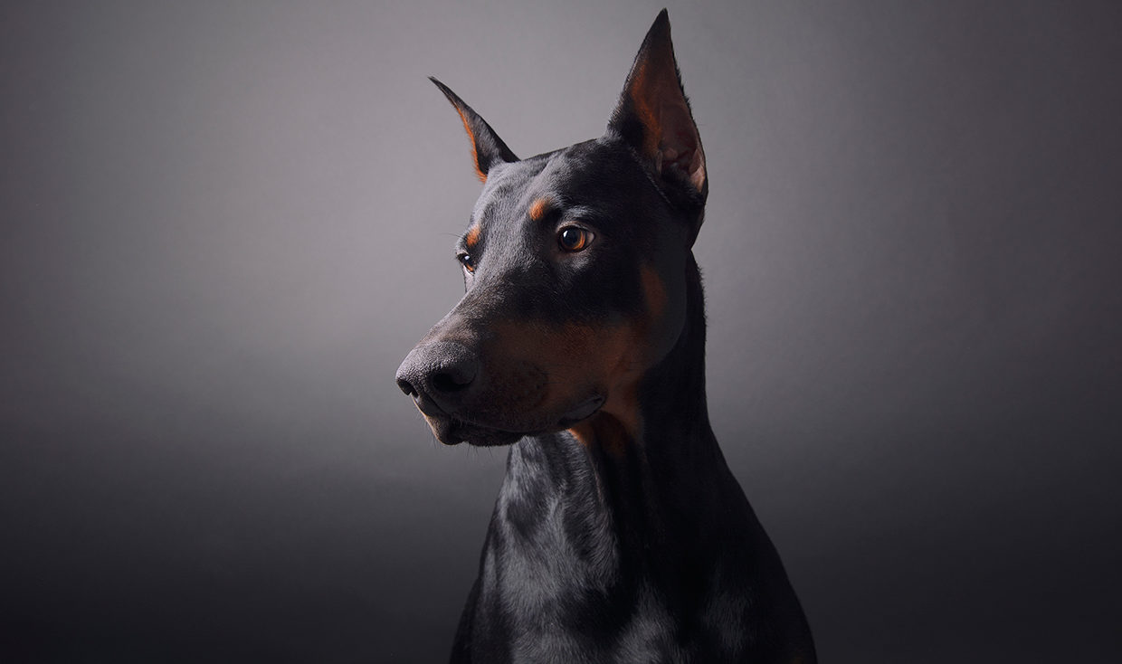 doberman_ohrana_kiev_golovna_ukr